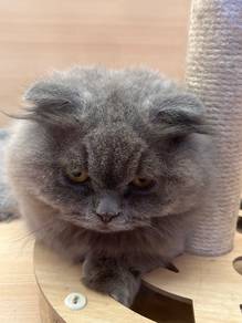 Munchkin Scottish Fold for sale