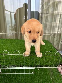 Labrador retriever 