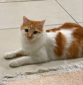 Kucing Oyen