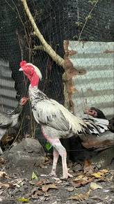 ayam jalak big size