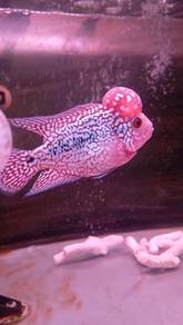 Rare Kamfa Cc big Kok gene