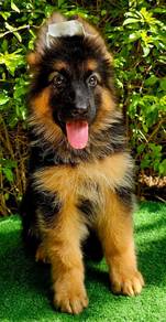GERMAN SHEPHERD PUPPIES F36 🐻 Beautiful Big Size