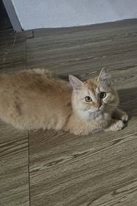birman cat female