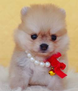 Pomeranian
