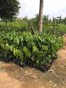Baphia Nitida / Barwood / Camwood