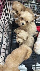 MaltiPoo (Maltese x Poodle) 马尔泰 (马尔济斯混泰迪贵宾)