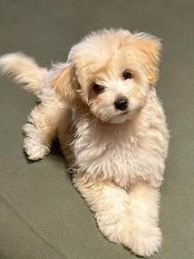 B1581 Teddy-like Maltichon Maltese mix Bichon mix