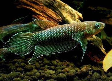 Betta bellica