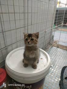 Non standard munchkin 