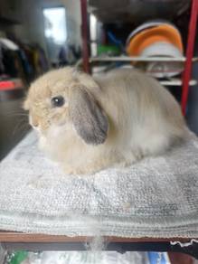arnab rabbit HL Holland Lop betina