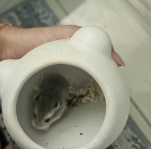 baby roborovski for sale! 