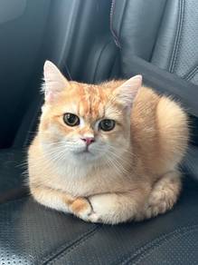 BSH golden