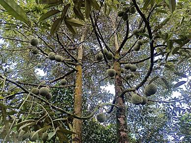 Agricultural Land in Mantin, NSN