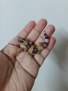 Fat Tailed Gecko