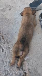 anjing kampung jantan