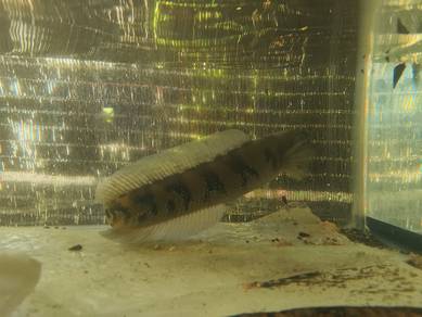 Channa Asiatica White Spot
