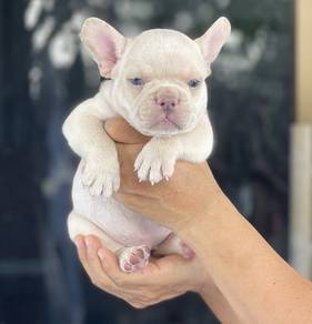 FRENCH BULLDOG PUPPIES 🌻 S198 ~ male Rehome