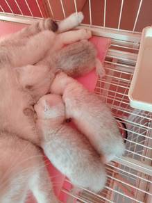 BSh silver kitten untuk Booking 9 ekor