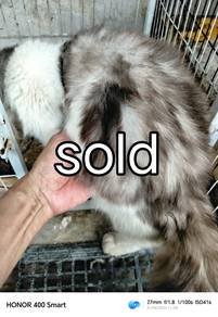 Kucing Domestic bulu tebal