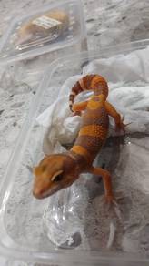 Tangerine Transer