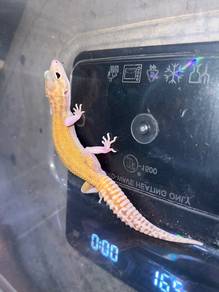 leopard gecko
