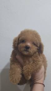 tinyPoodle 
小型贵兵宝宝

