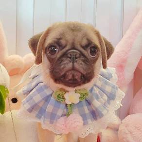Pug