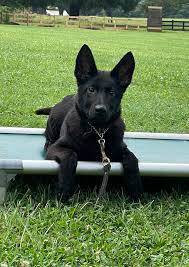 DDR gsd puppies for sale full back and sable