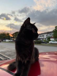 Kucing Hitam