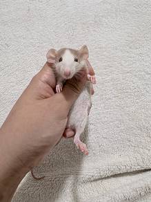 Pure Breed Dumbo Rats
