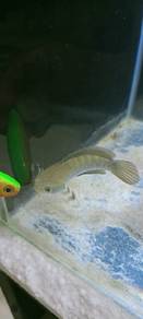 blue pulchra