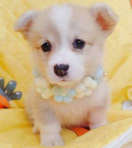Corgi