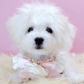 Maltipoo