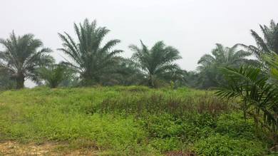 Agricultural Land in Kota Tinggi, JHR