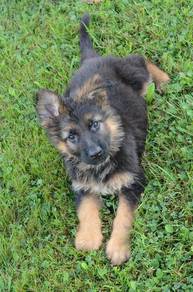 PQWO50221 German Shepherd black tan haired
