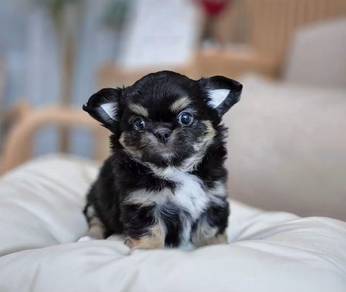 Apple head Chihuahua 