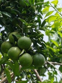 Buah limau bali sunkist柚子橙