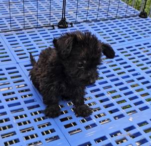 Poodle mixed Dachshund