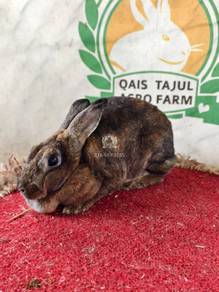 Mini Rex