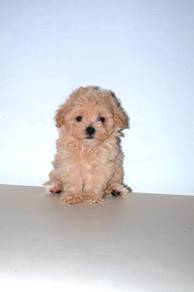 C28 Cute Maltipoo Puppy