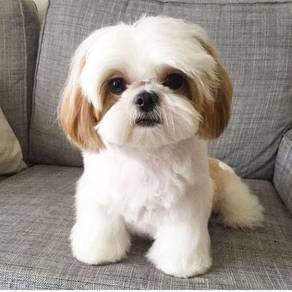 Jumpy Shih Tzu Fluffy Baby Face Puppy Baby Puppy