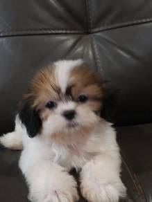 Shihtzu male 