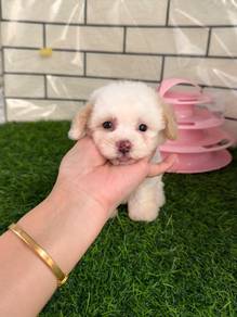 Short leg poodle puppy