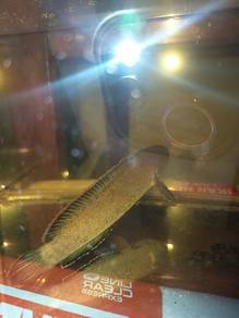 Channa Limbata