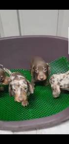 Ark Dachshund