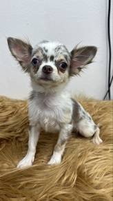 Chihuahua Female Puppy Red merle