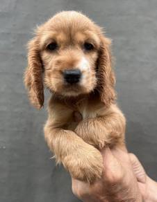 ENGLISH COCKER SPANIEL PUPPIES F400 🌻Female