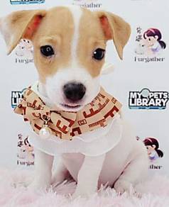 Jack Russell Terrier