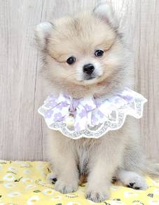 Pomeranian