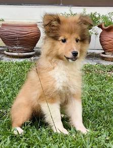 Shetland Sheepdog 